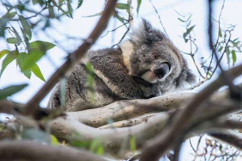Great Ocean Road And Grampians 2 Day Short Break Escape From Melbourne - Rental Cars 13