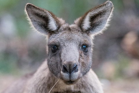 Great Ocean Road And Grampians 2 Day Short Break Escape From Melbourne - Rental Cars 7