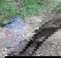 South East Food Sightseeing Private Tour with the Tasmanian Devil Unzoo - Rental Cars
