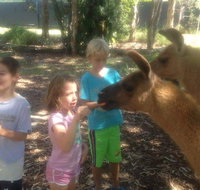 Unguided Family Llama Walk - Rental Cars