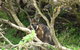 Kangaroo Island In A Day Tour From Adelaide - thumb 23