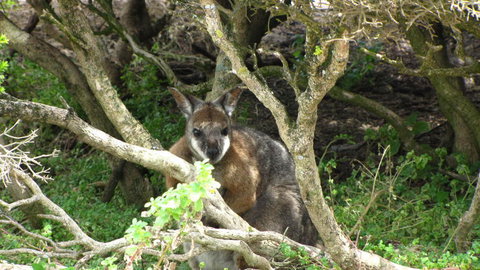 Kangaroo Island In A Day Tour From Adelaide - Rental Cars 23
