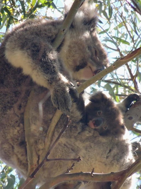 Kangaroo Island In A Day Tour From Adelaide - Rental Cars 16