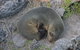Kangaroo Island In A Day Tour From Adelaide - thumb 12