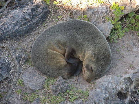 Kangaroo Island In A Day Tour From Adelaide - Rental Cars 12