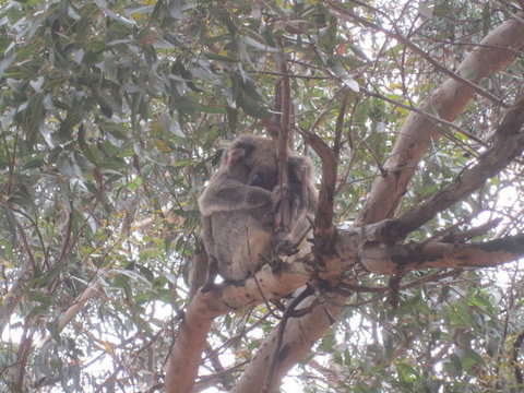 Kangaroo Island In A Day Tour From Adelaide - Rental Cars 22