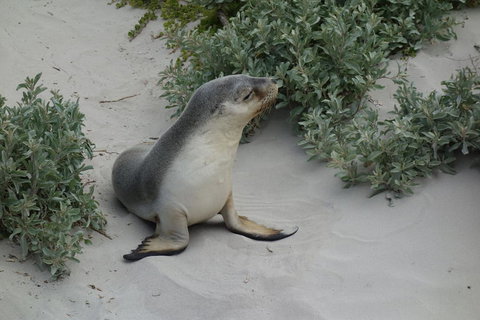 Kangaroo Island In A Day Tour From Adelaide - Rental Cars 19