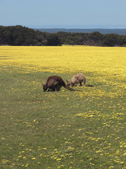 Kangaroo Island In A Day Tour From Adelaide - Rental Cars 14