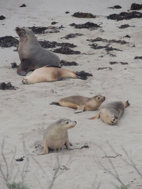Kangaroo Island In A Day Tour From Adelaide - Rental Cars 15
