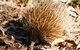 Kangaroo Island In A Day Tour From Adelaide - thumb 29