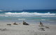 Kangaroo Island In A Day Tour From Adelaide - thumb 26