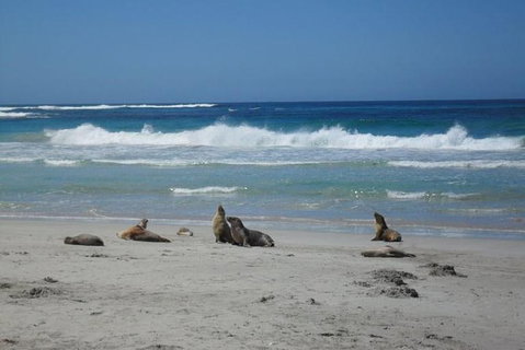 Kangaroo Island In A Day Tour From Adelaide - Rental Cars 26
