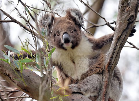 Kangaroo Island In A Day Tour From Adelaide - Rental Cars 27