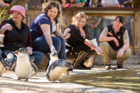 Adelaide Zoo Behind The Scenes Experience: Penguins In Person - Rental Cars 0