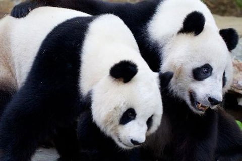 Adelaide City Tour With Optional River Cruise And Adelaide Zoo Admission - Rental Cars 1
