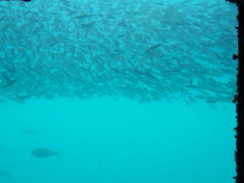 Great Barrier Reef Day Cruise To Reefworld - Rental Cars 10