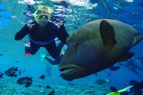 Great Barrier Reef Day Cruise To Reefworld - Rental Cars 5