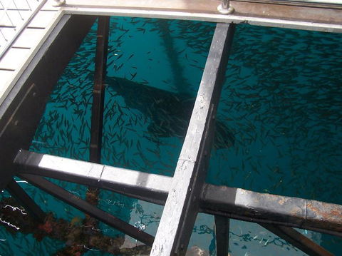 Great Barrier Reef Day Cruise To Reefworld - Rental Cars 19