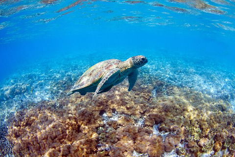Great Barrier Reef Day Cruise To Reefworld - Rental Cars 27