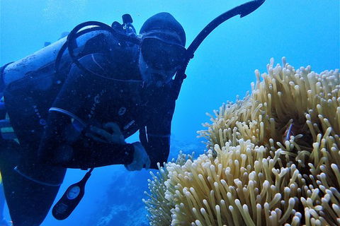 3 Day Whitsundays Sailing And Diving Adventure: Kiana - Rental Cars 3