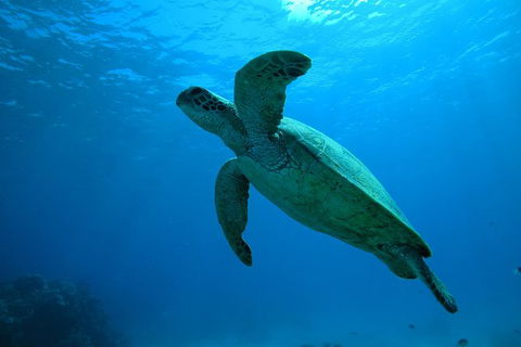 Great Barrier Reef Dive And Snorkel Cruise From Mission Beach - Rental Cars 7