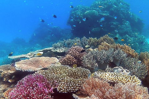 Great Barrier Reef Dive And Snorkel Cruise From Mission Beach - Rental Cars 4