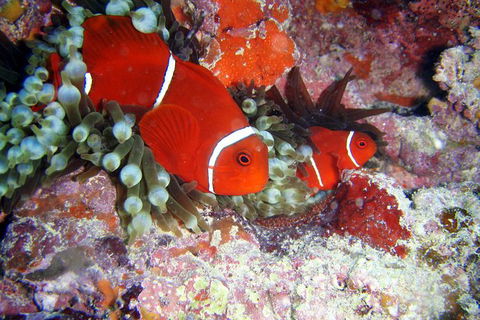 Great Barrier Reef Dive And Snorkel Cruise From Mission Beach - Rental Cars 6