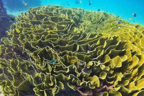 Great Barrier Reef Dive And Snorkel Cruise From Mission Beach - Rental Cars 5