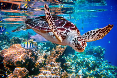 Whitehaven Beach And Hill Inlet Lookout Full-Day Snorkeling Cruise By High-Speed Catamaran - Rental Cars 9