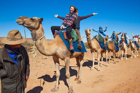 Alice Springs Camel Tour - Rental Cars 7