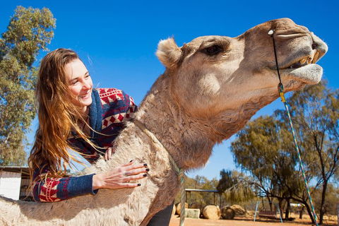 Alice Springs Camel Tour - Rental Cars 6