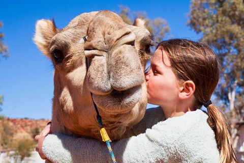 Alice Springs Camel Tour - Rental Cars 2