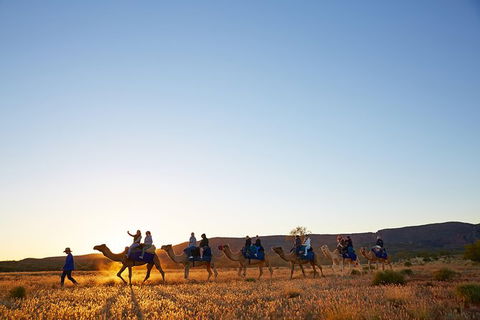Alice Springs Camel Tour - Rental Cars 9