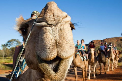 Alice Springs Camel Tour - Rental Cars 10