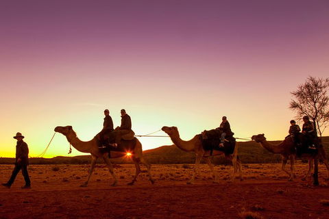 Alice Springs Camel Tour - Rental Cars 4