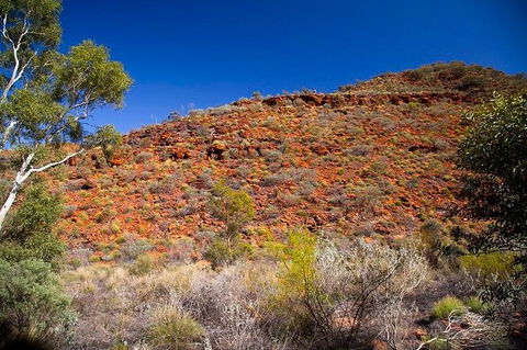 Palm Valley 4WD Tour From Alice Springs - Rental Cars 7