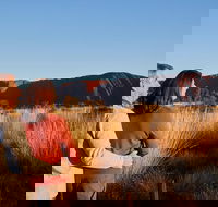 Uluru Sunrise and Kata Tjuta Half Day Trip - Rental Cars