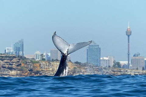 Sydney Whale-Watching Cruise Including Lunch Or Breakfast - Rental Cars 1