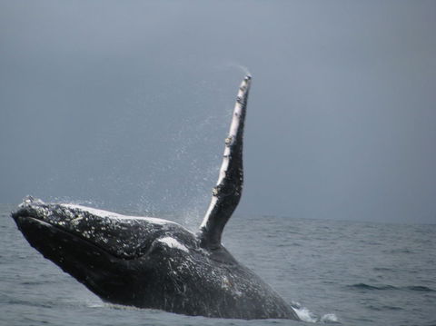 Sydney Whale-Watching Cruise Including Lunch Or Breakfast - Rental Cars 2