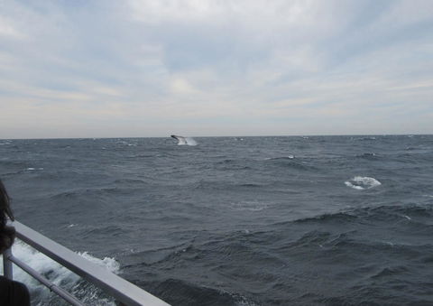 Sydney Whale-Watching Cruise Including Lunch Or Breakfast - Rental Cars 8