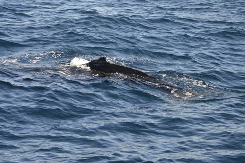 Sydney Whale-Watching Cruise Including Lunch Or Breakfast - Rental Cars 13