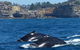 Sydney Whale-Watching Cruise Including Lunch Or Breakfast - thumb 18