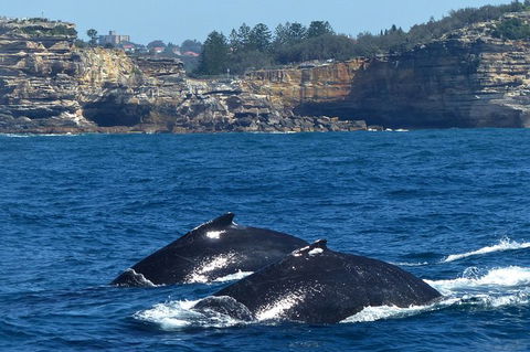 Sydney Whale-Watching Cruise Including Lunch Or Breakfast - Rental Cars 18