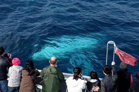 Sydney Whale-Watching Cruise Including Lunch Or Breakfast - Rental Cars 15