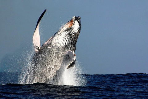 Sydney Whale-Watching Cruise Including Lunch Or Breakfast - Rental Cars 14