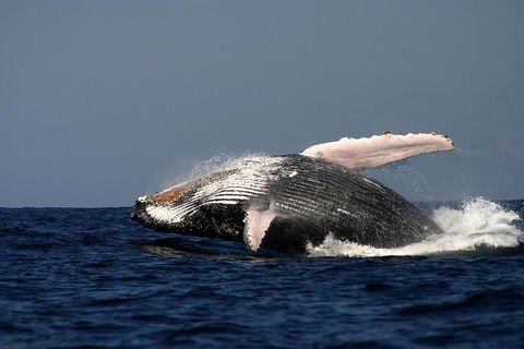Sydney Whale-Watching Cruise Including Lunch Or Breakfast - Rental Cars 20