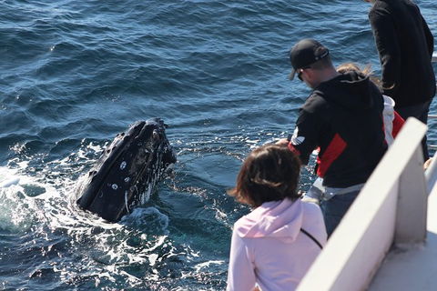 Sydney Whale-Watching Cruise Including Lunch Or Breakfast - Rental Cars 23