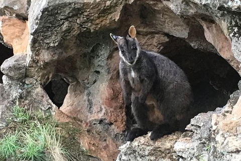 Inside The Greater Blue Mountains World Heritage - A Private Wildlife Safari Overnight - Rental Cars 14