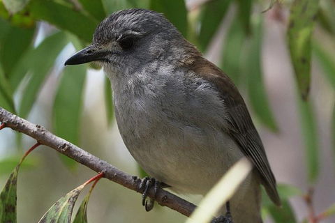Inside The Greater Blue Mountains World Heritage - A Private Wildlife Safari Overnight - Rental Cars 27