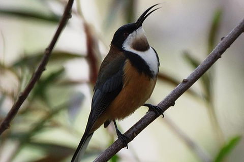 Inside The Greater Blue Mountains World Heritage - A Private Wildlife Safari Overnight - Rental Cars 43